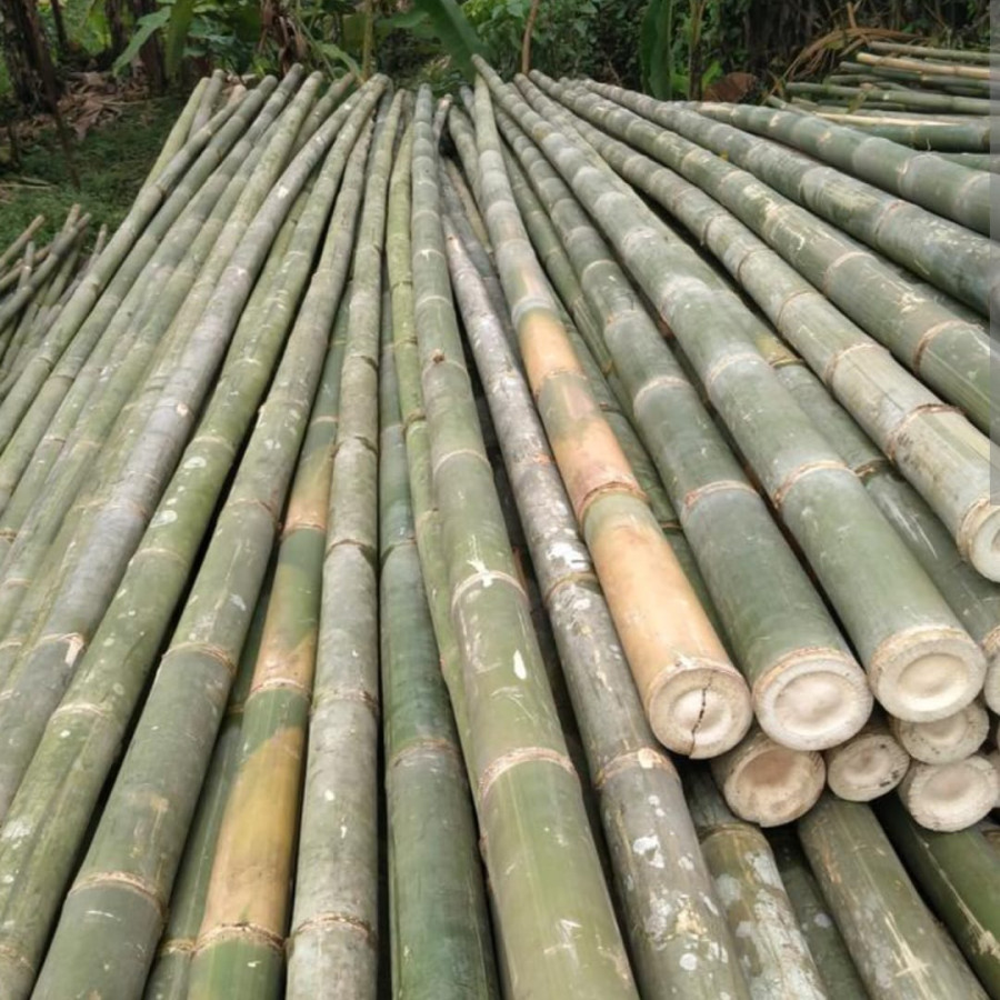 Bambu Wulung