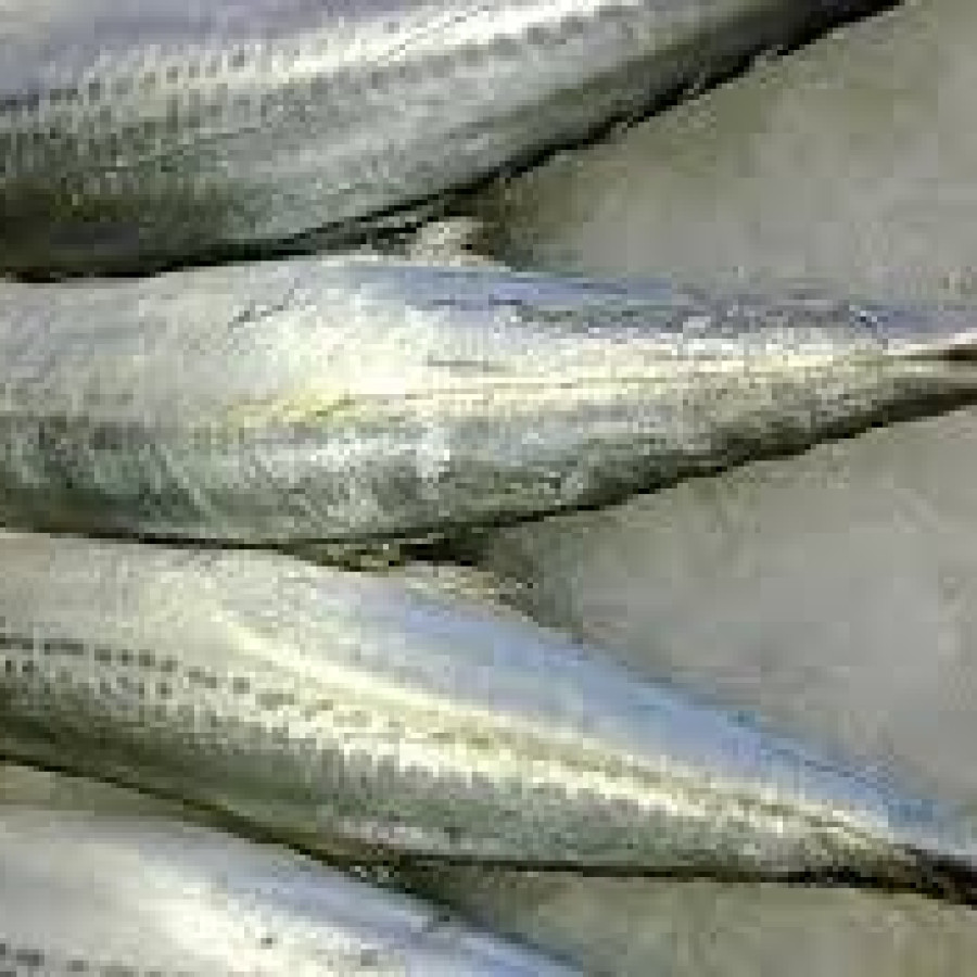 Ikan Tenggiri