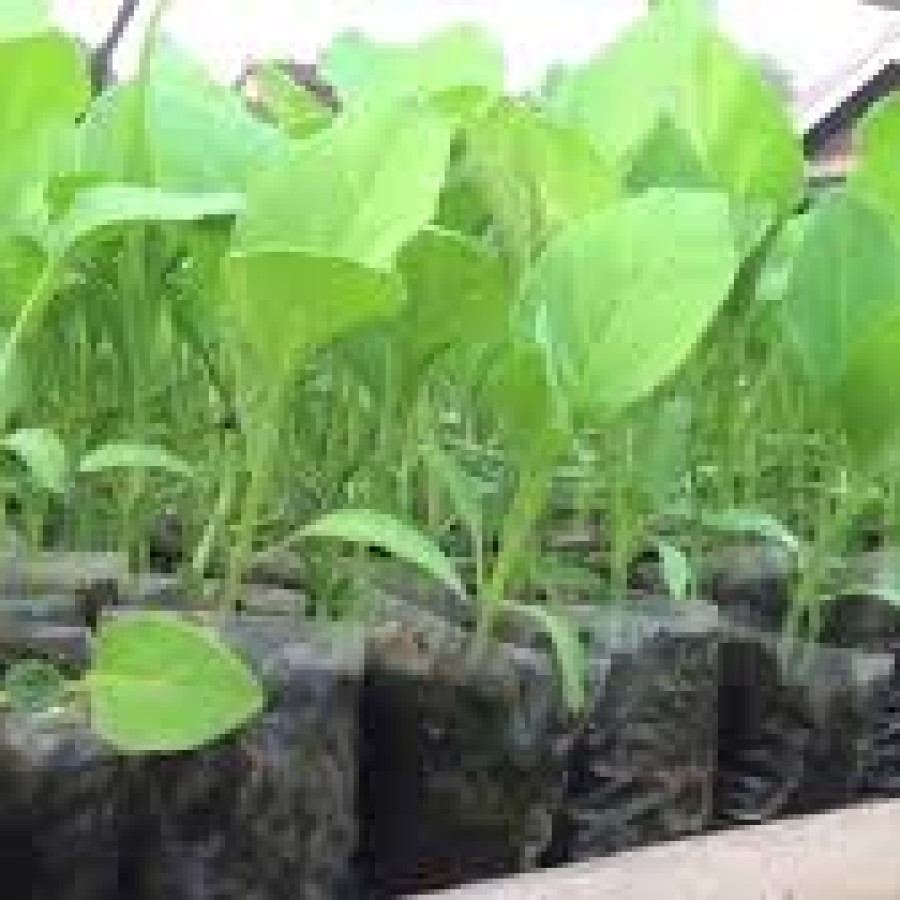Bibit Siap Tanam - utama