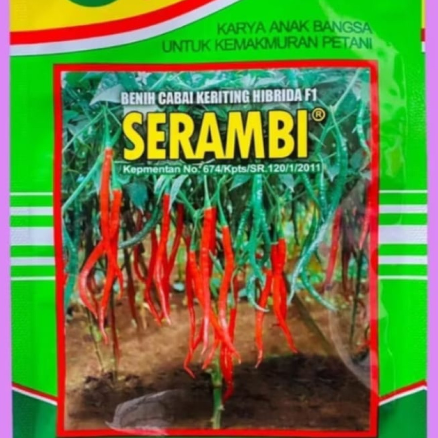 BENIH CABAI KERITING SERAMBI