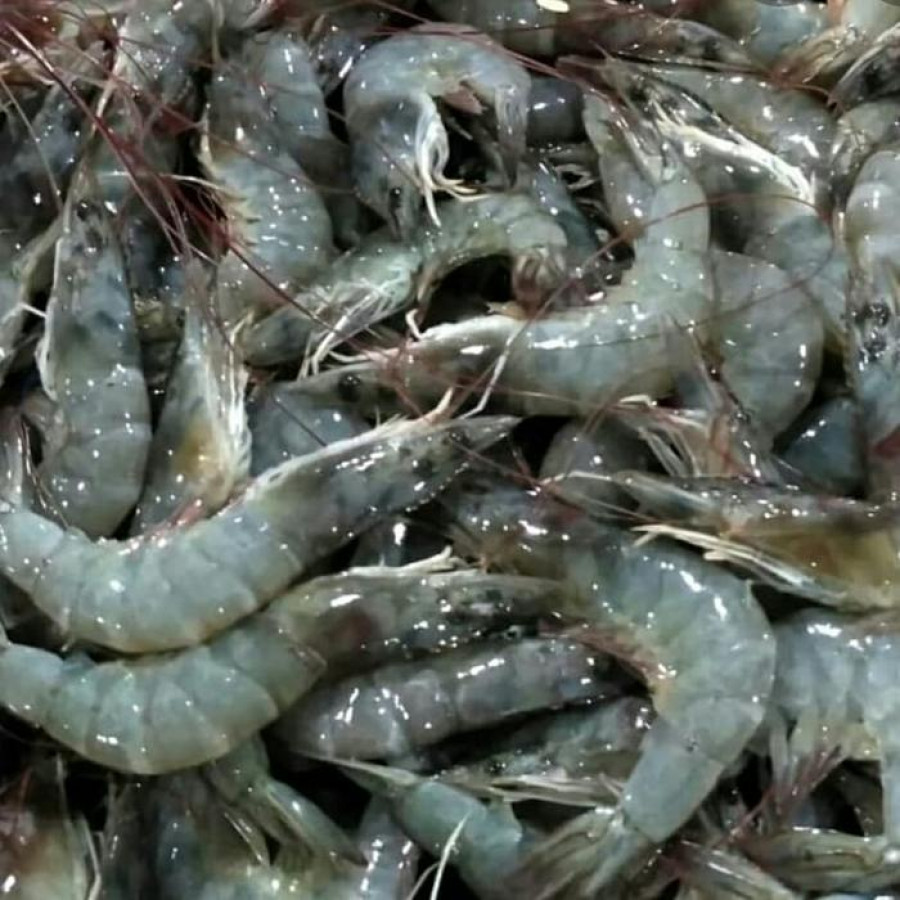 Udang Segar
