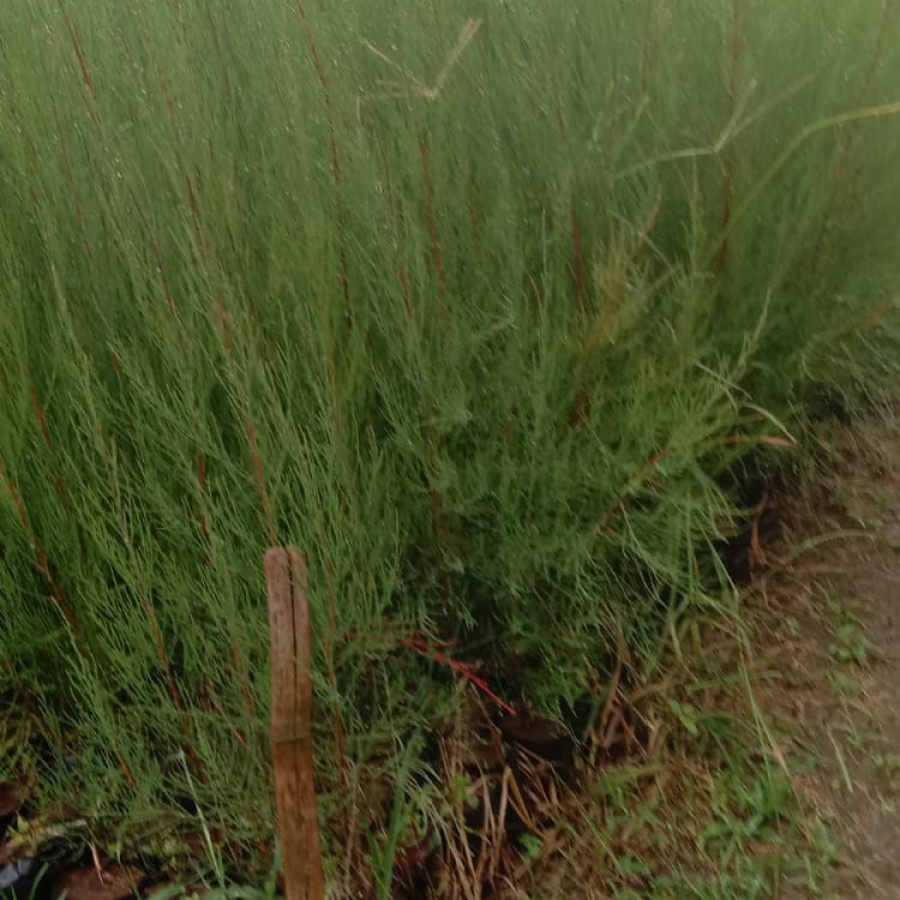 bibit cemara gunung - utama