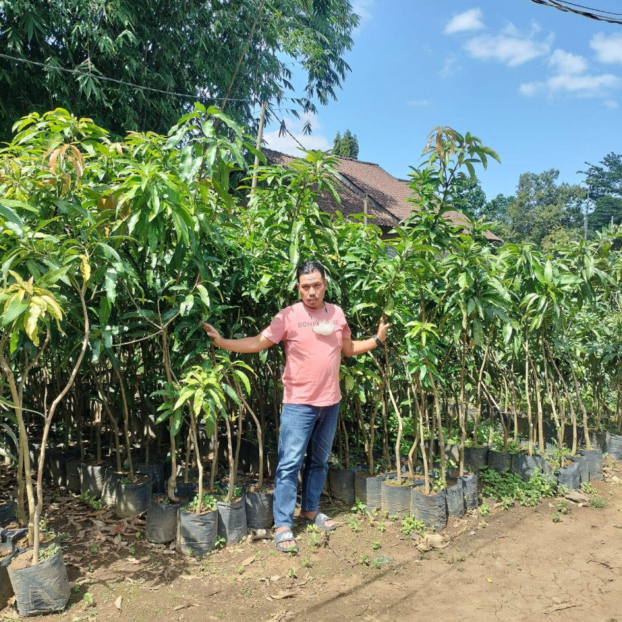 Mangga Manalagi - depan