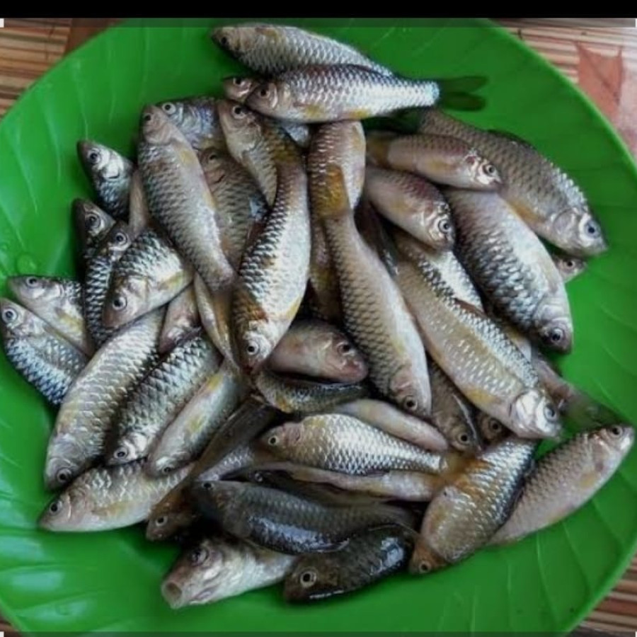 Benih Ikan Wader