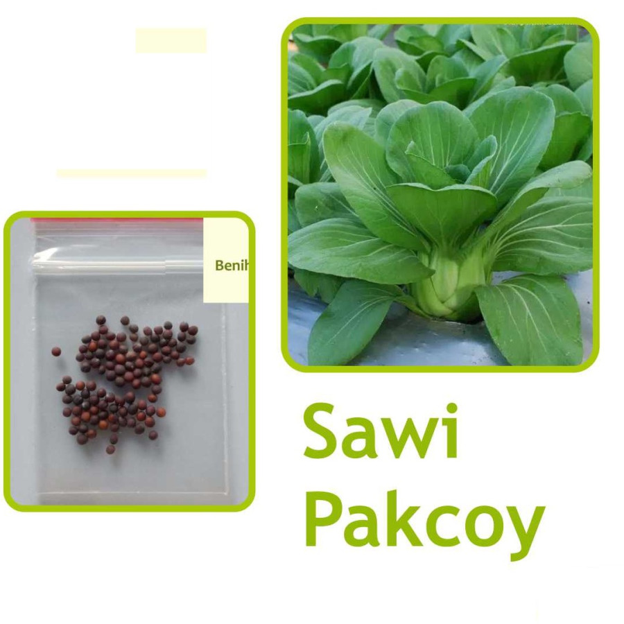 Benih/ Biji Pokcoy