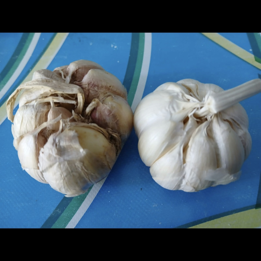Bawang putih lokal