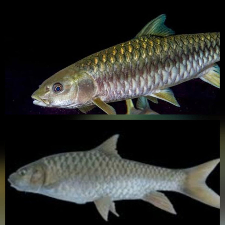 BENIH IKAN SENGKARING