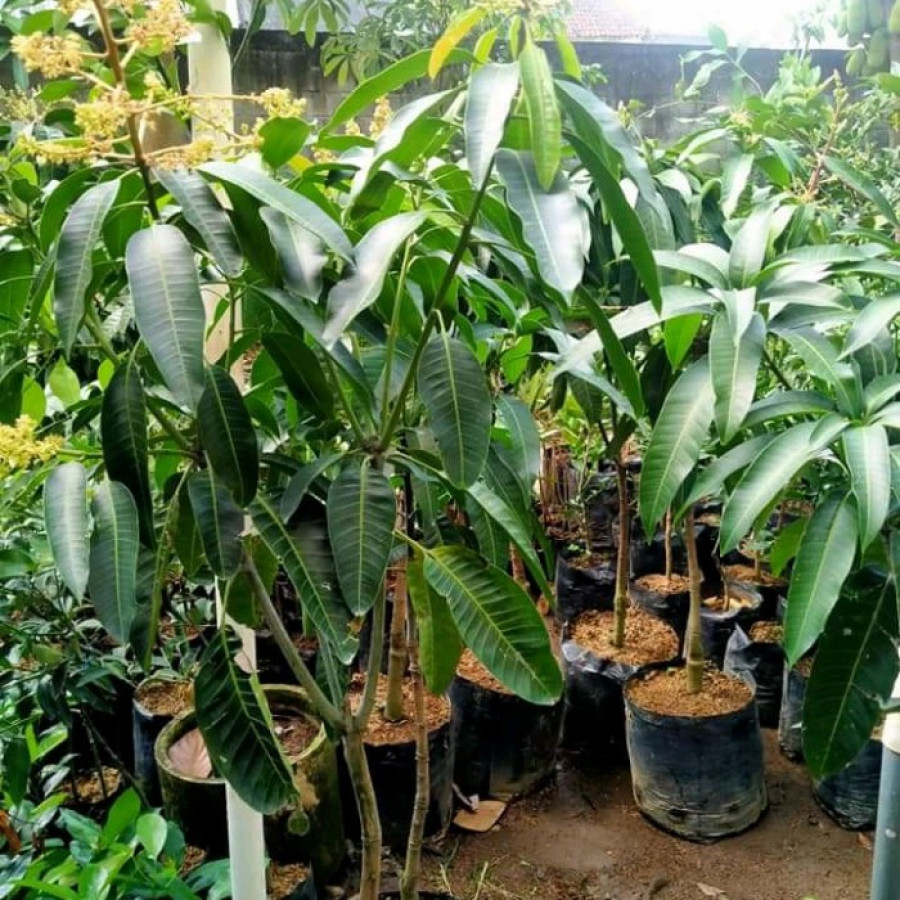 Mangga Arumanis - utama