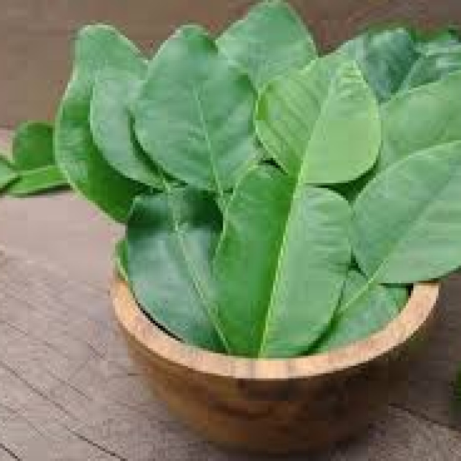 Daun Jeruk