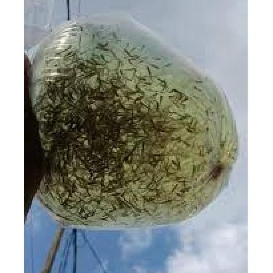 Gelondongan/Benih Bandeng - depan