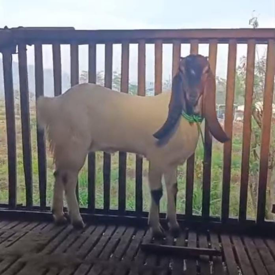 KAMBING JAWA RANDU BETINA - utama