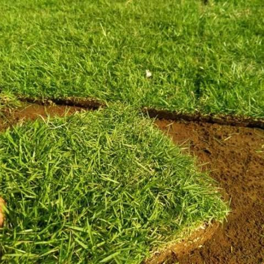 Rumput Jepang