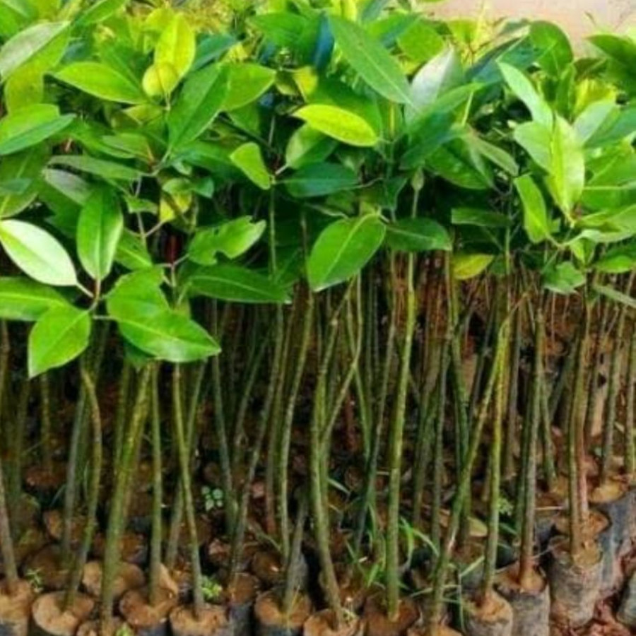 BIBIT MANGROVE POLLYBAG - depan