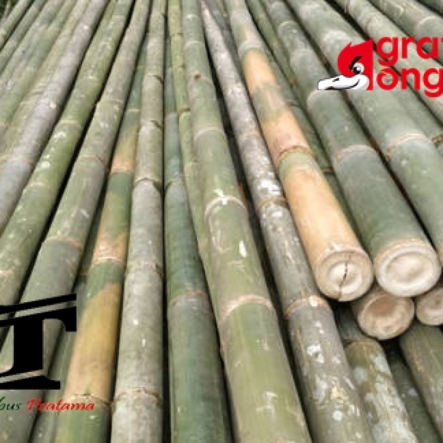 Bambu diameter 6-10 cm