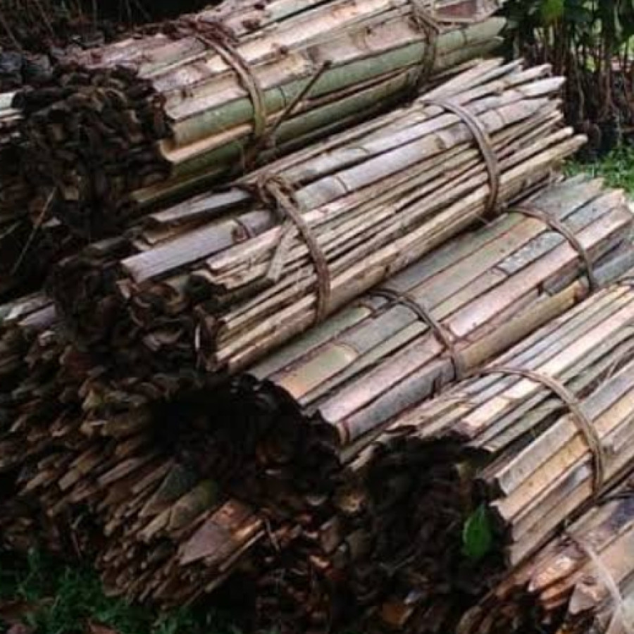 bambu ajir