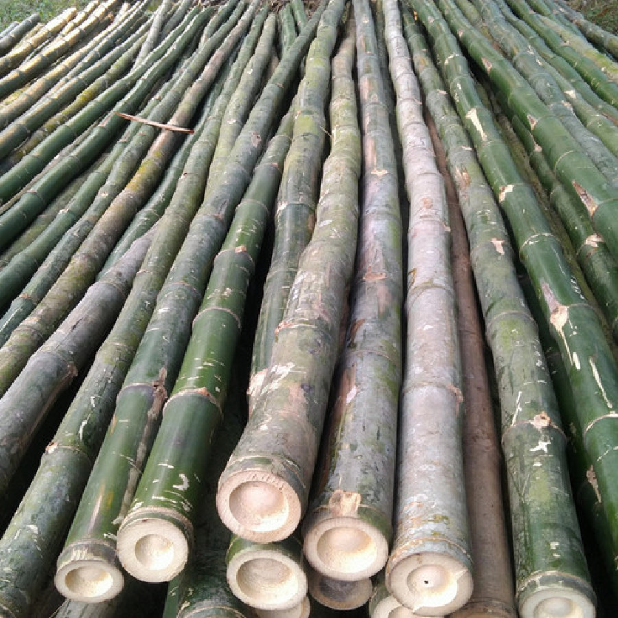 Bambu 8-10cm panjang 4 meter