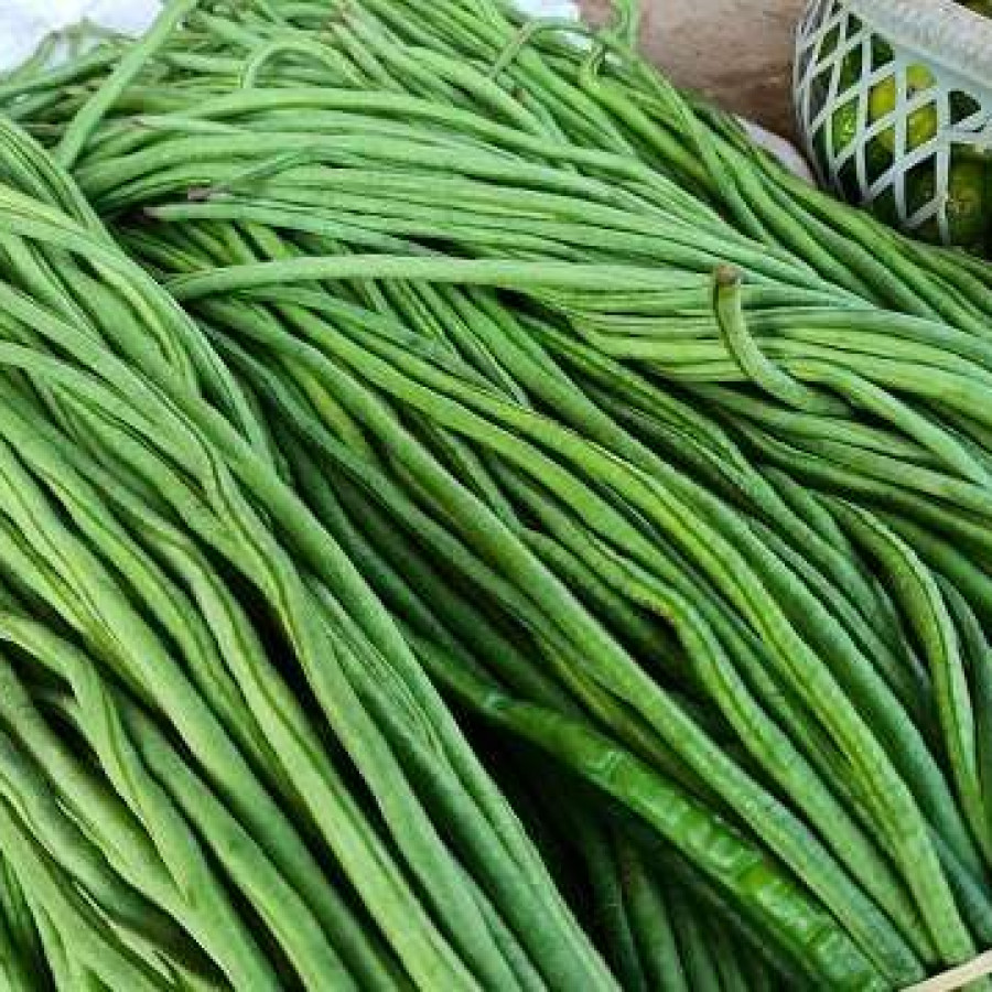 KACANG PANJANG