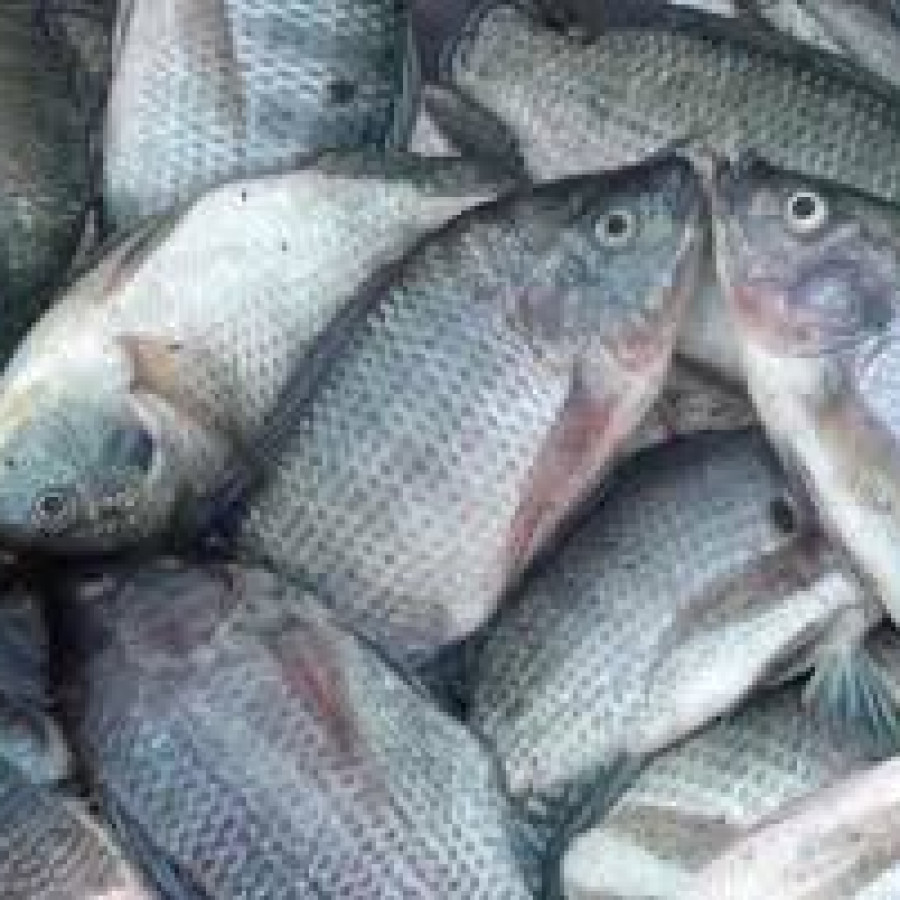 Ikan Mujaer
