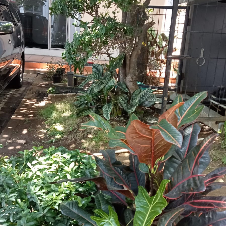 Pemeliharaan Taman Belakang