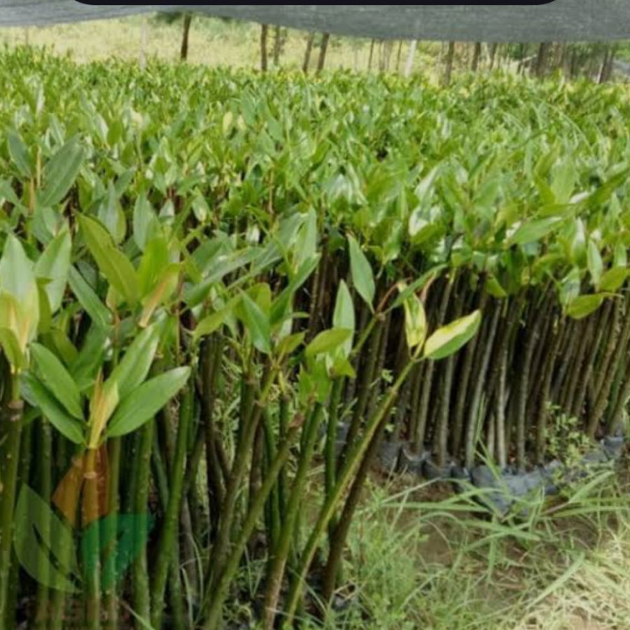 BIBIT MANGROVE POLLYBAG - utama