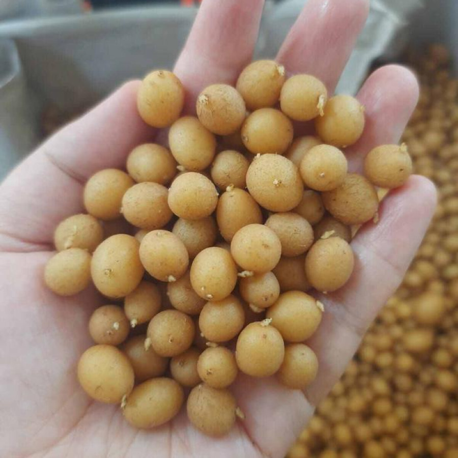 Bibit kentang G0 per paket 500 biji - utama