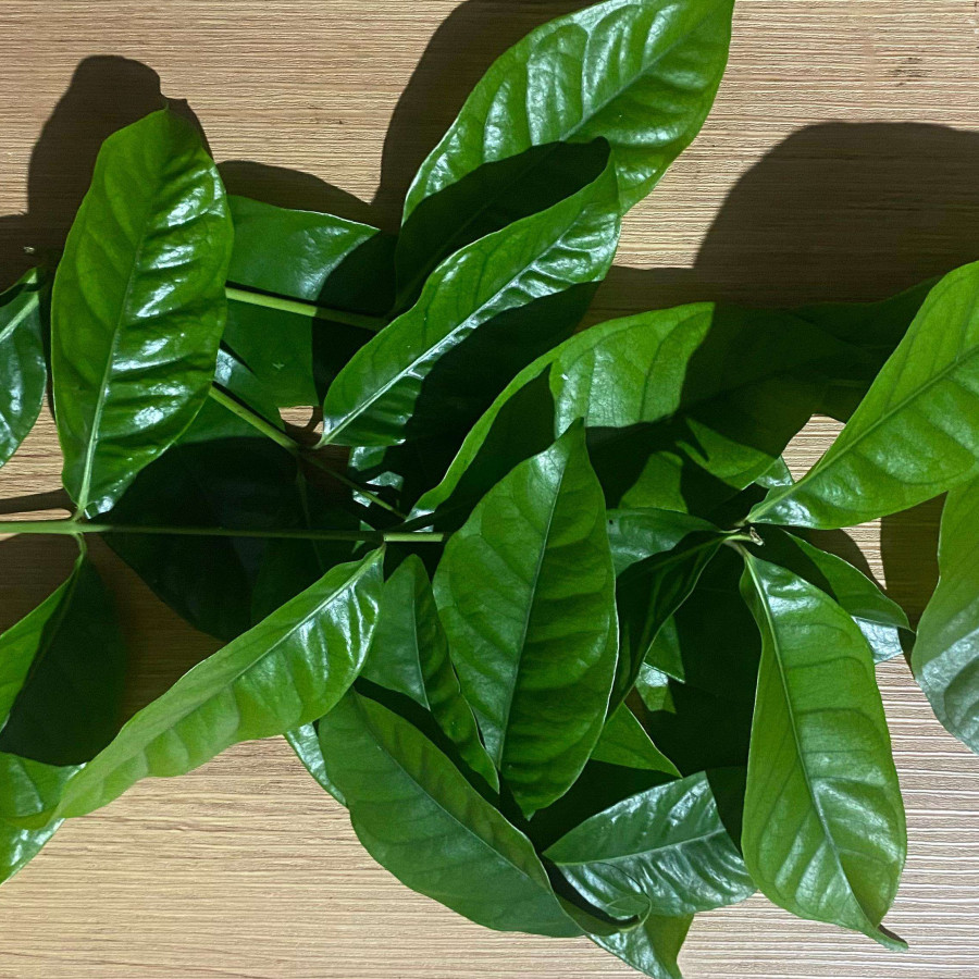 Daun Salam Per Kg