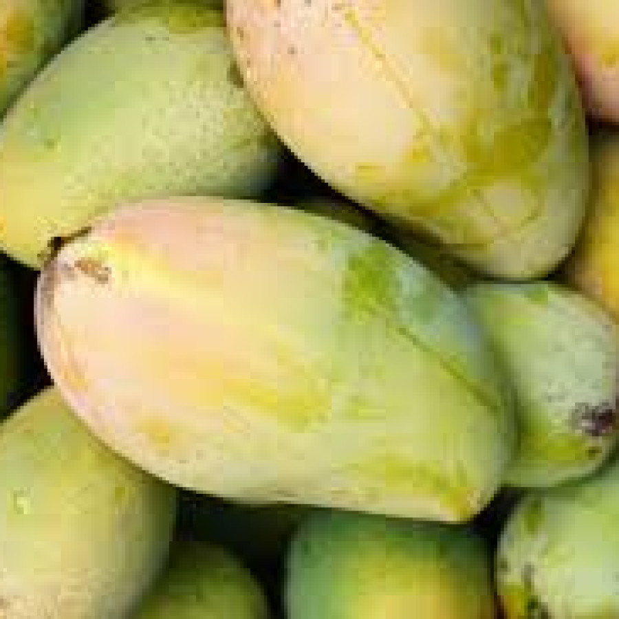 Mangga Manalagi - depan