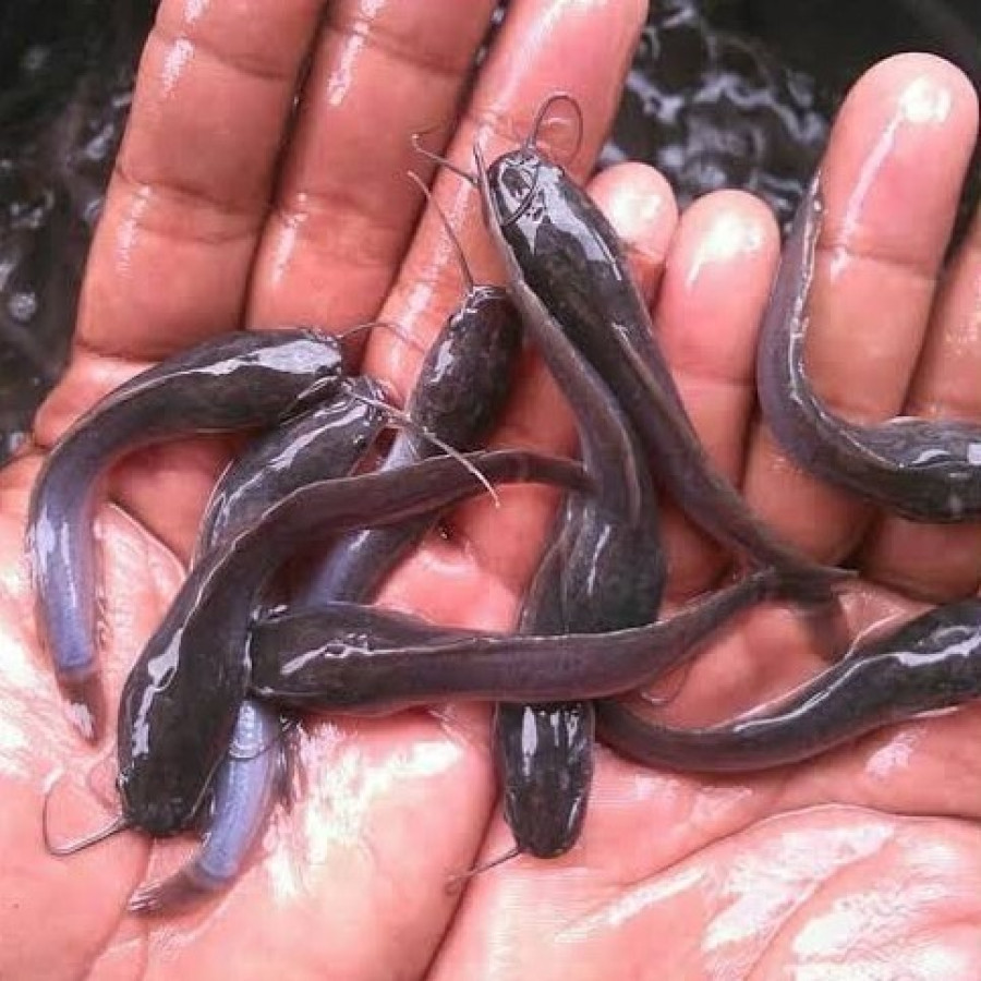 Bibit Ikan Lele