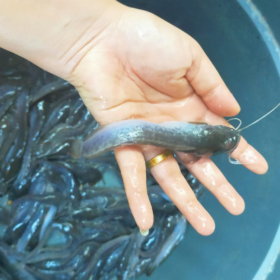 Paket Benih Lele 8kg untuk Kolam D1