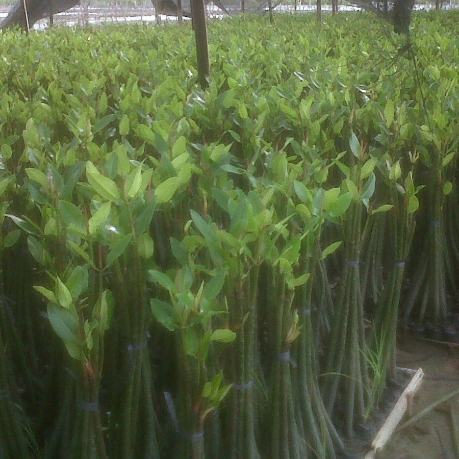 Bibit Mangrove Rhizophora - depan