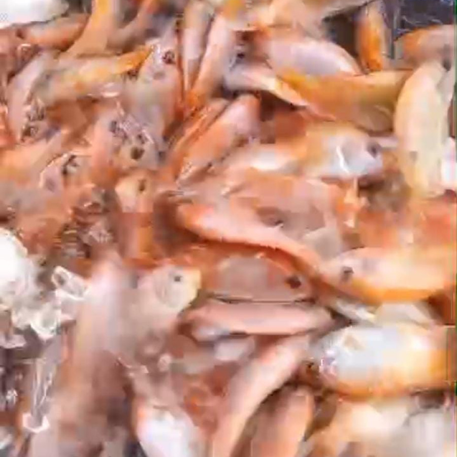 Benih Ikan Nila uk 8-12 - utama