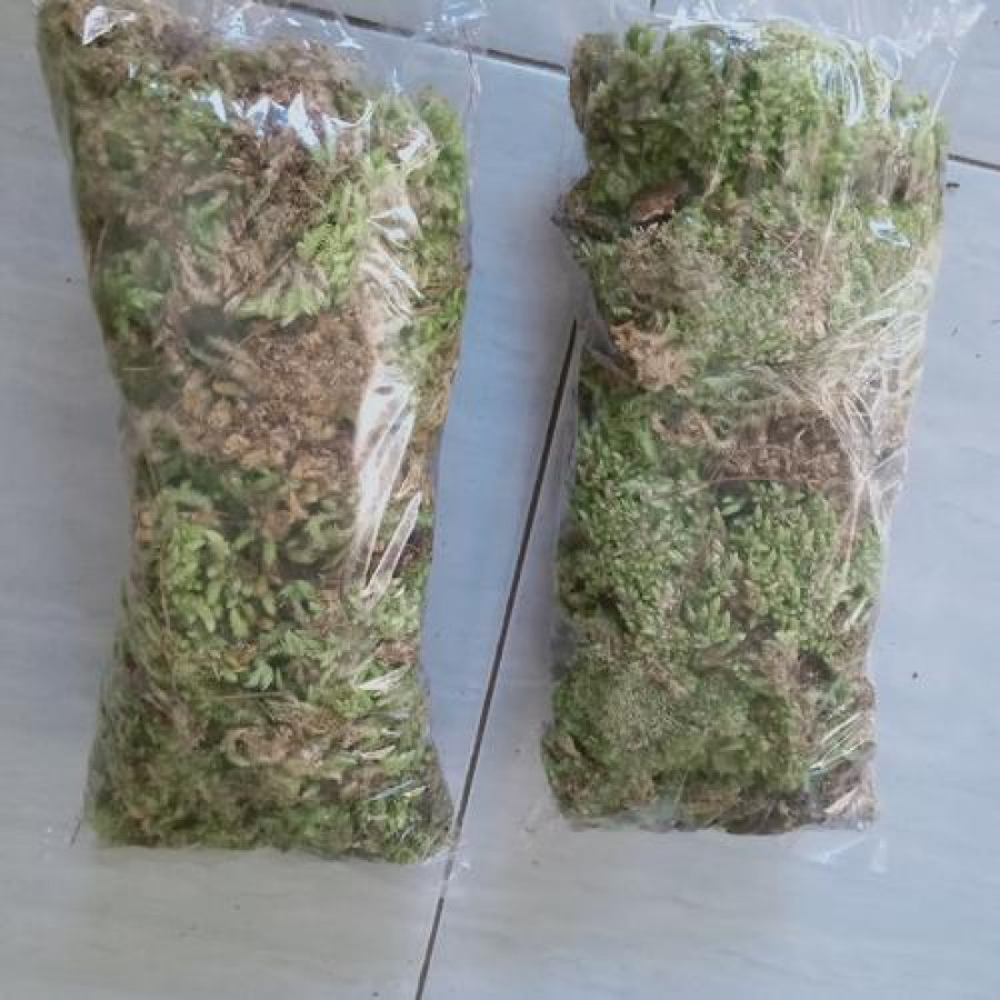 Mos Lumut/ Spagnum mos