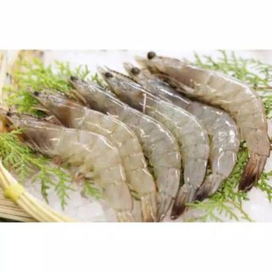 Udang Segar