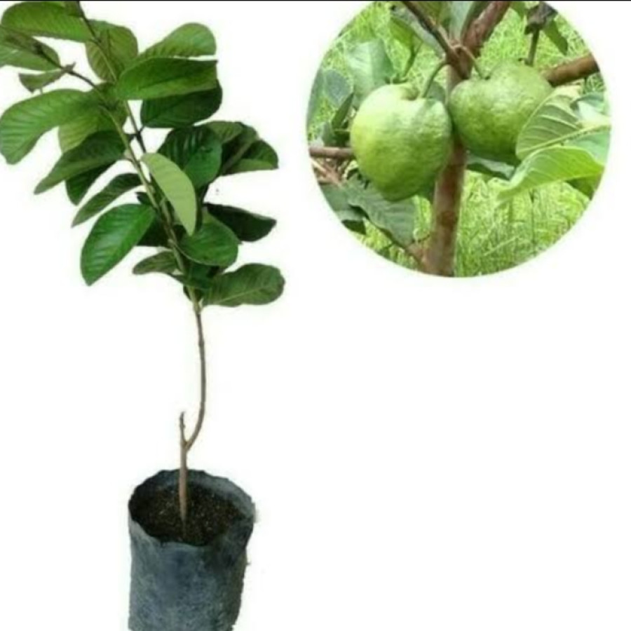 Bibit Jambu Kristal