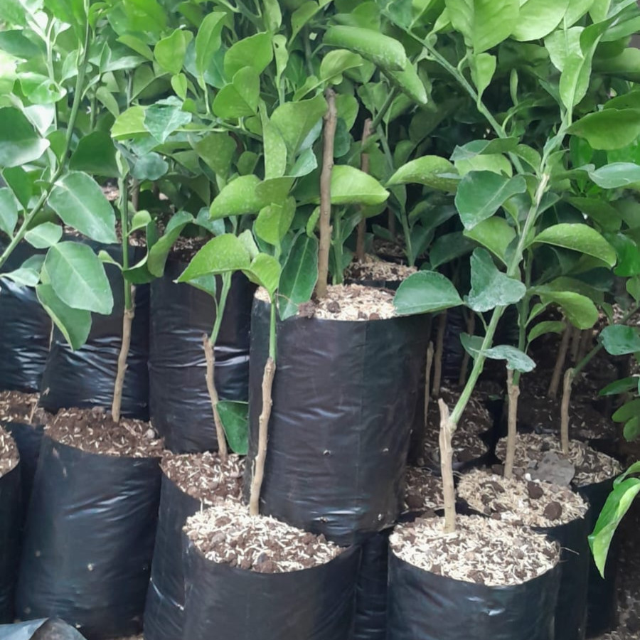 Bibit Jeruk Pamelo - samping