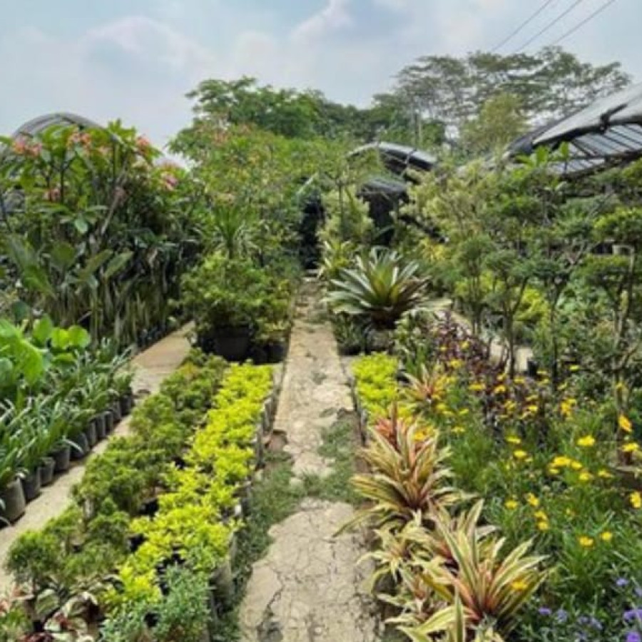 Paket Pemeliharaan Taman dan Tanaman Paket B