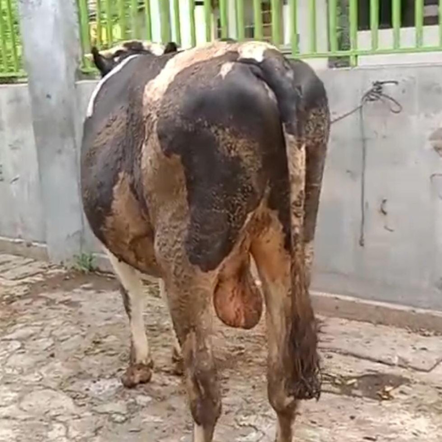 Sapi Kurban Siap Potong - depan