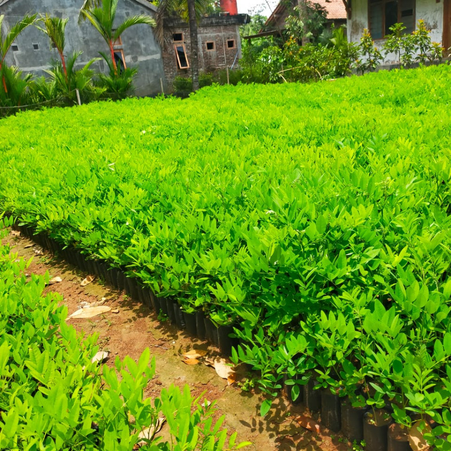 Bibit pohon indigofera - utama