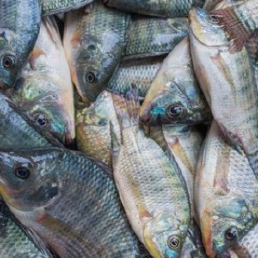 Ikan Mujahir