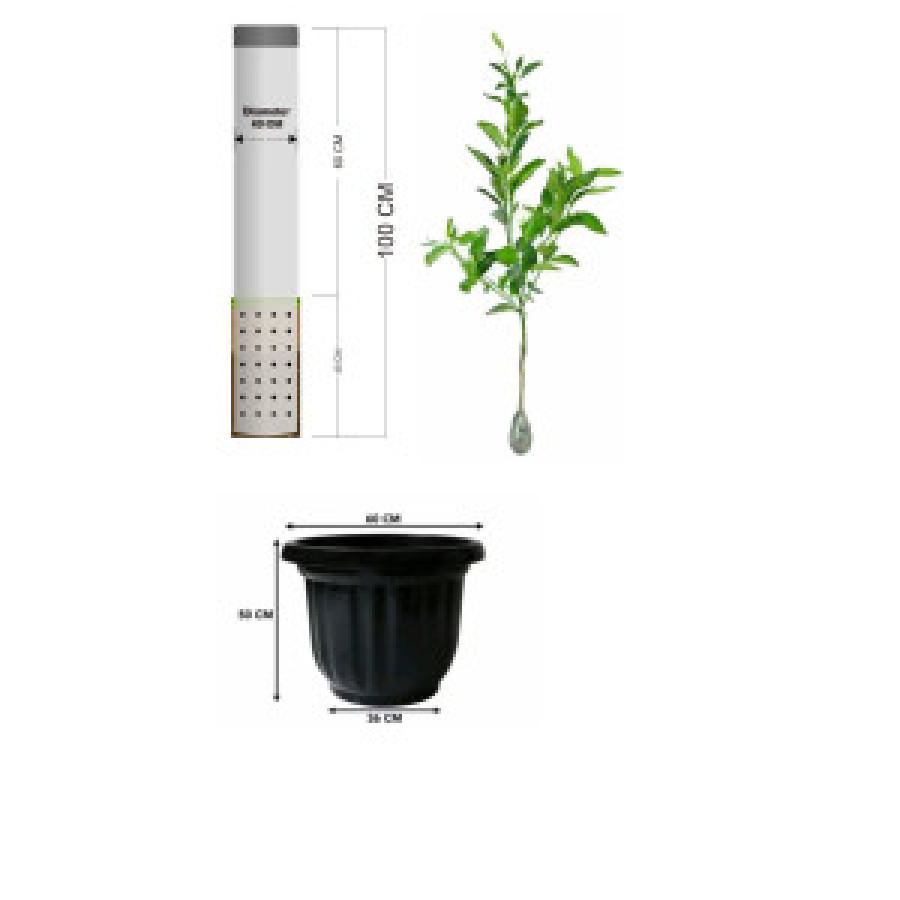 Loseda beserta pot dan tanaman - detail