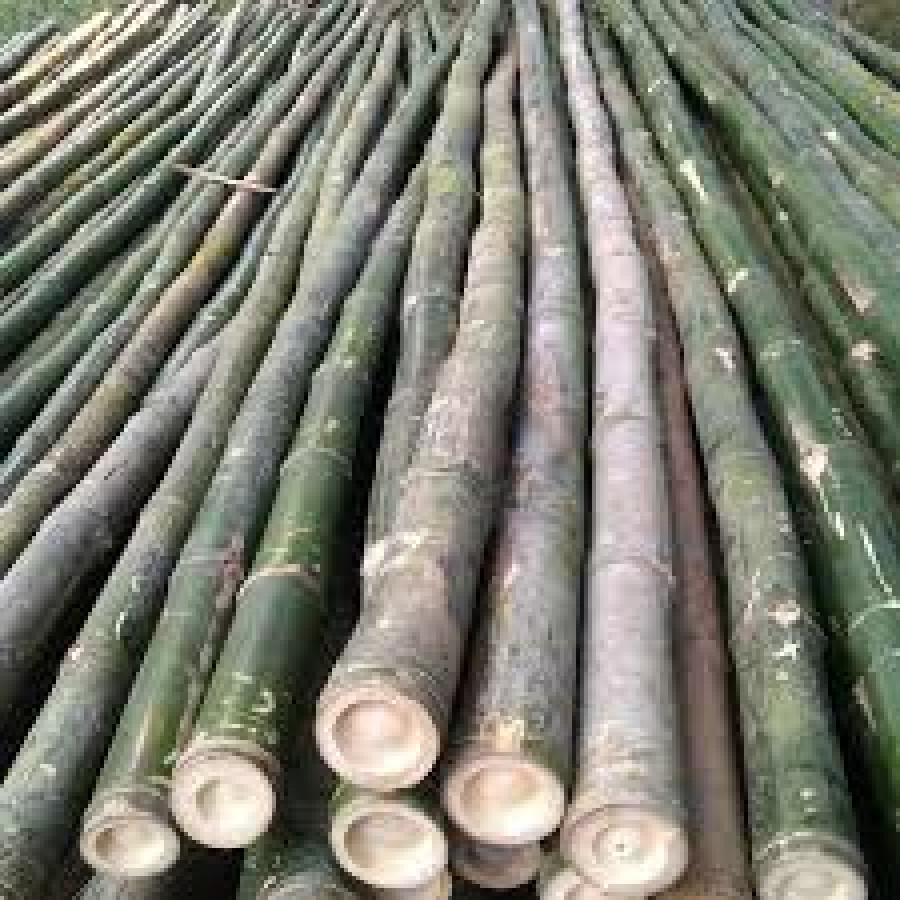 Bambu Batangan - depan