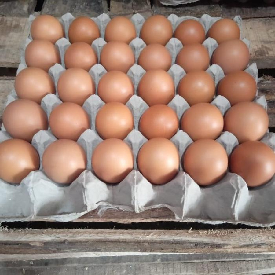 Telur Ayam