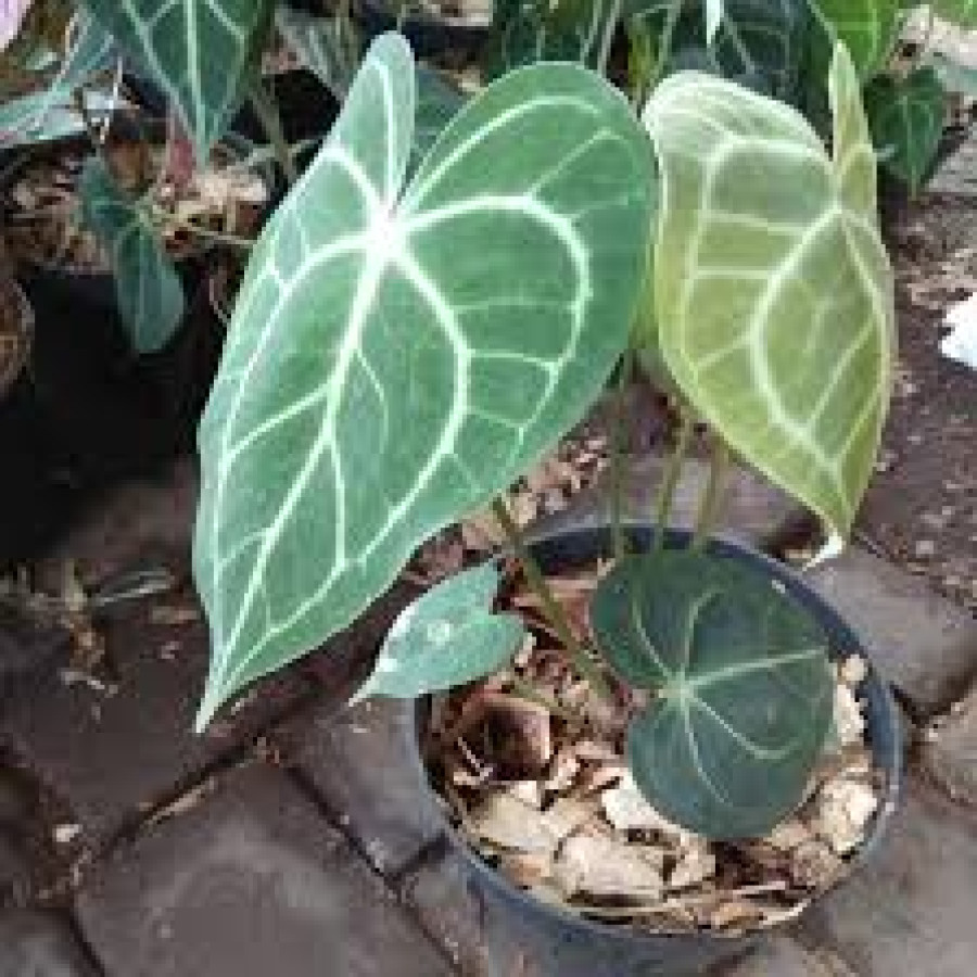 Pohon Kuping Gajah