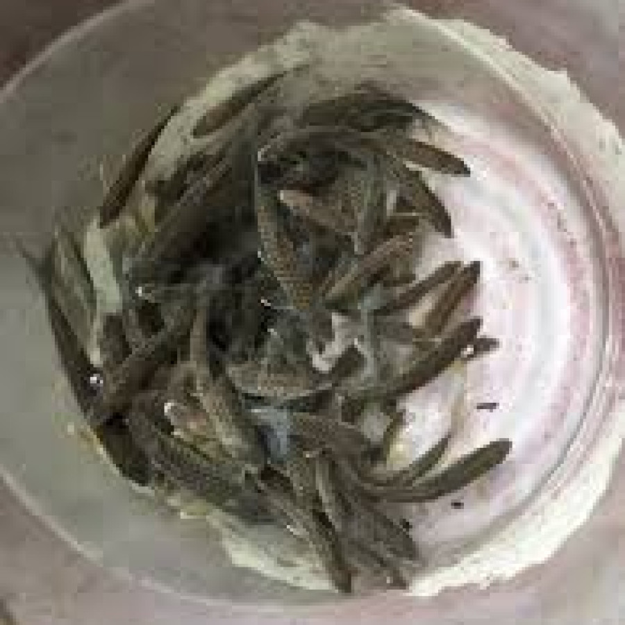 Benih Ikan Sengkaring