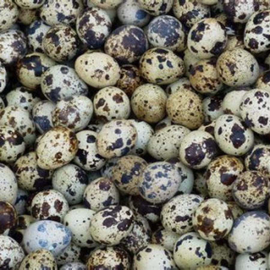 Telur Puyuh