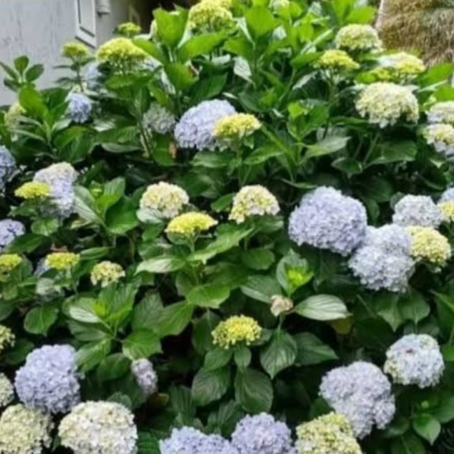 Hortensia.