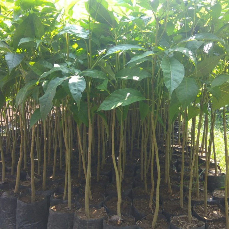 BIBIT TABEBUYA