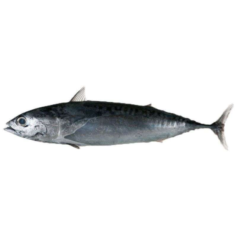 Ikan Tongkol 1 Ekor