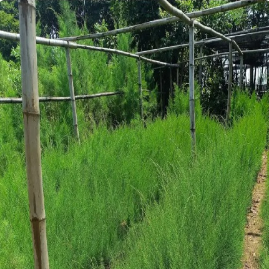 Bibit Cemara Udang - Polybag - depan