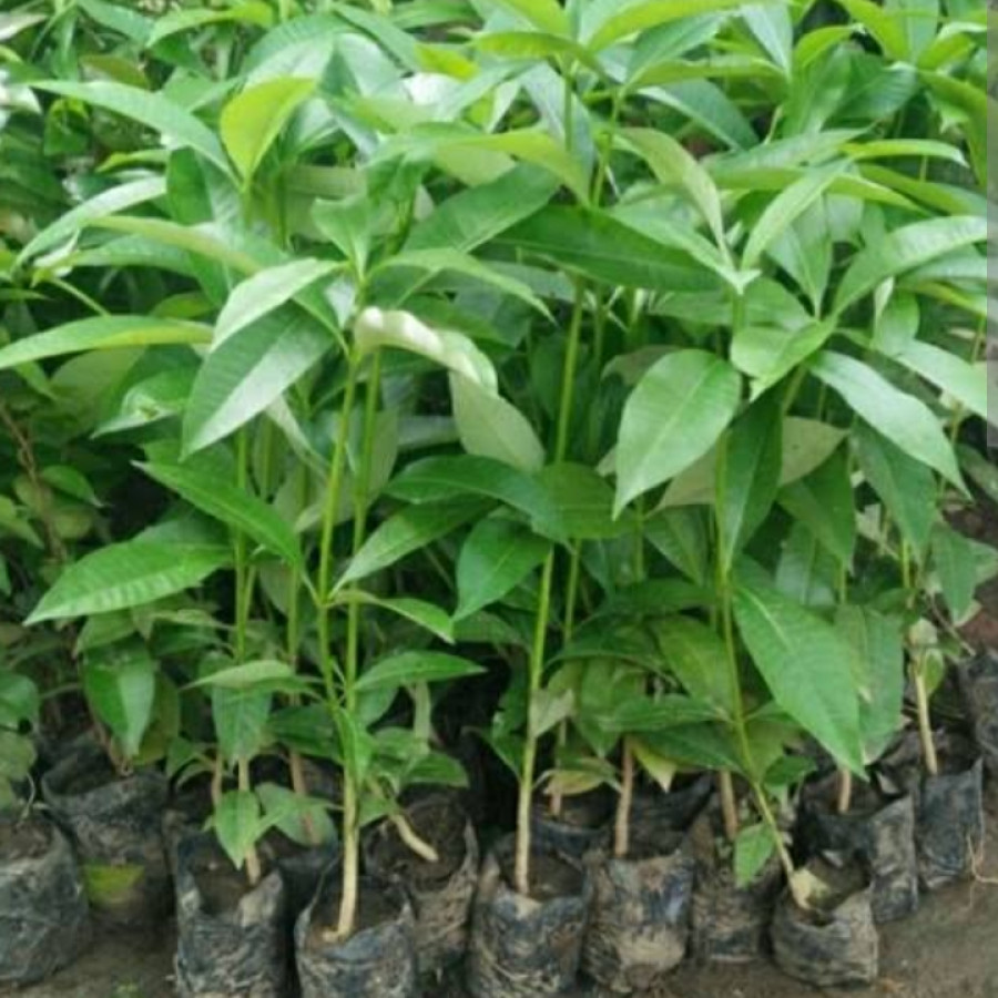 Bibit Pohon Pulai